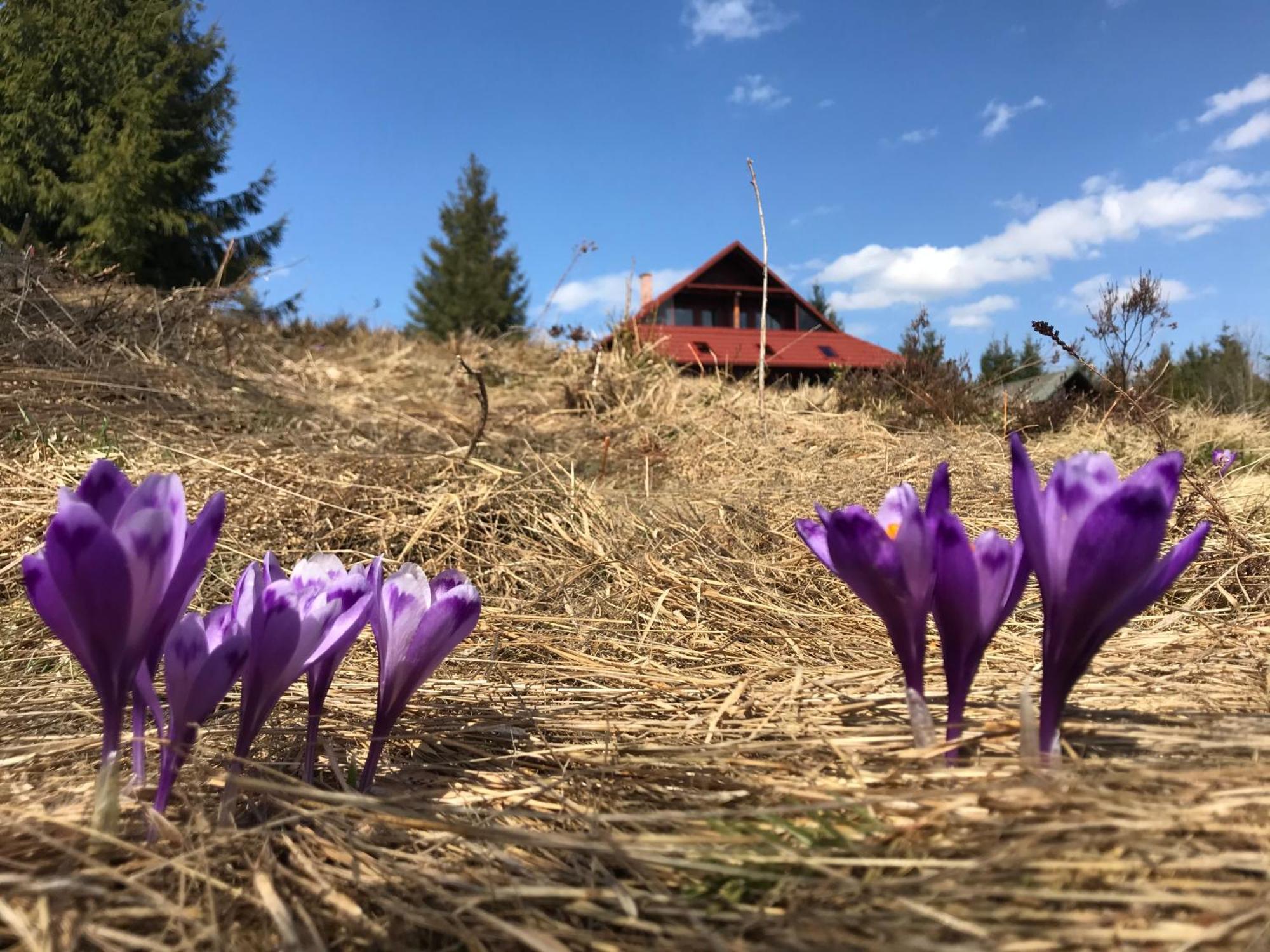 Cabana Transilvania Beliş Eksteriør bilde